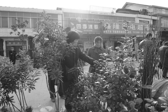 长岭岗乡苗木花卉交易火爆